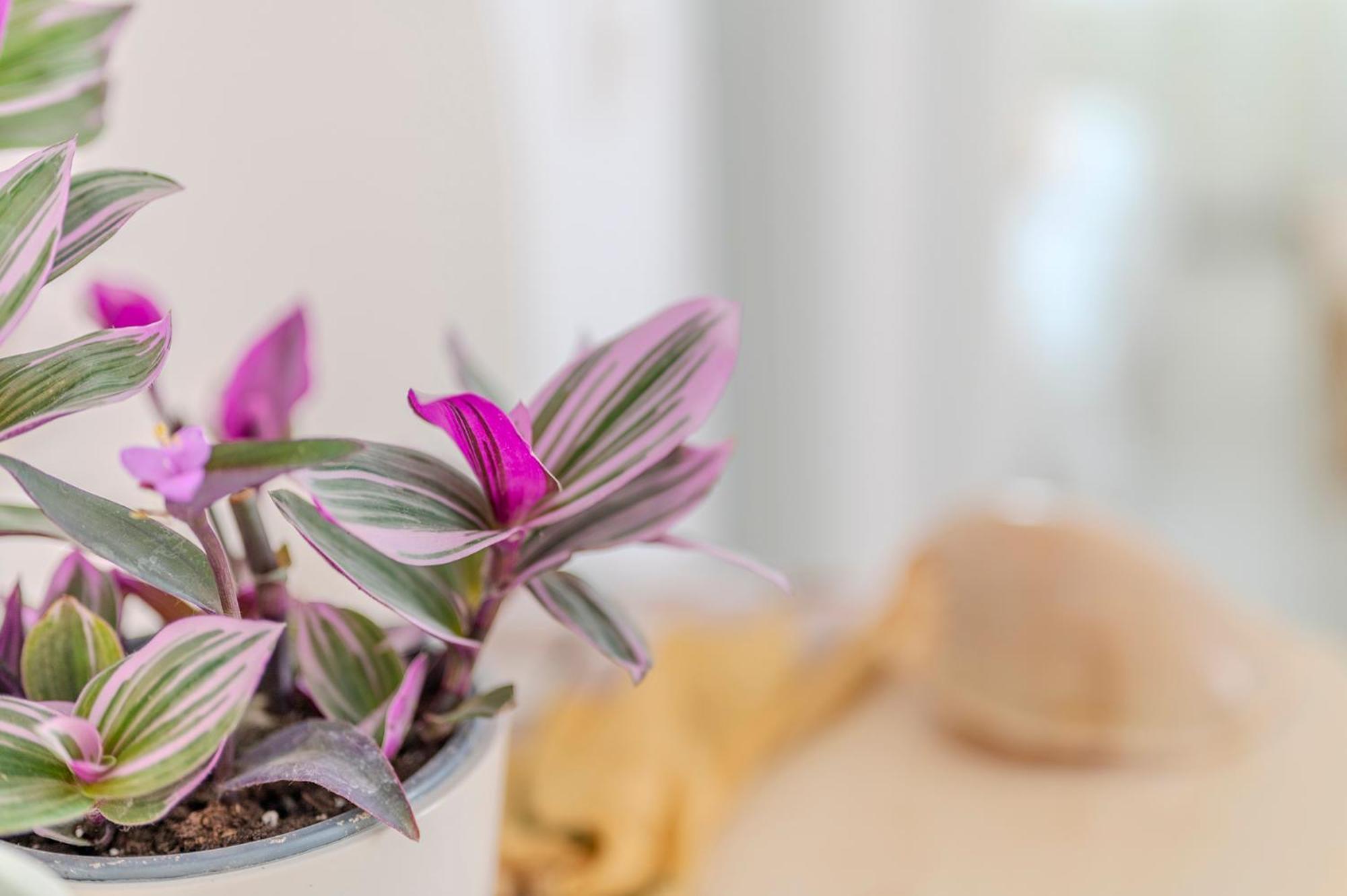 Stamatia Suites Ασπροβάλτα Εξωτερικό φωτογραφία